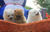 南京博美幼犬纯种哈多利球形体/小体白色黄色博美犬出售宠物狗S75
