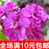 紫罗兰花种子春季四季易种易活开花花卉春天种盆栽春播室内花草