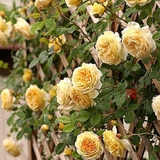 [DuRosa]欧月 欢笑格鲁吉亚 大苗 藤本中型浓茶香水玫瑰 月季花苗