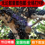 稀有新品种嘉宝果葡萄树盆栽果树苗葡萄苗南方种植当年结果