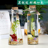 生态瓶鱼创意泰国斗鱼缸玻璃迷你小型造景生态瓶办公室桌面微景观