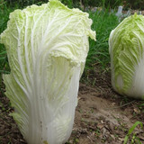 自家种 有机大白菜 新鲜 绿色蔬菜 时令 无公害蔬菜 黄芽菜 白菜