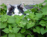 猫薄荷 紫花 香草盆栽 芳香植物香草苗 香草茶 猫咪玩具