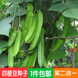 海南特产 四棱豆种子 菜四角豆 豆角 浑身是宝  绿色健康春播蔬菜