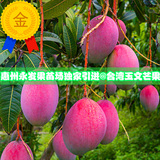台湾玉文芒果树苗 芒果苗 芒果树 世界上最美丽的芒果 果树苗