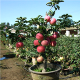 农场直销苹果树苗南方栽植果树盆栽苹果苗当年结果北方栽植果树