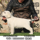 北京纯种拉布拉多犬正规犬舍出售拉不拉多幼犬健康纯种有保障包邮
