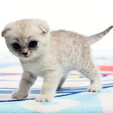 【小林猫屋】苏格兰折耳猫银渐层英短妹妹大眼妹子宠物猫母猫幼猫