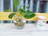 水培绿萝带玻璃花瓶整套套餐 室内净化空气绿植盆栽迷你型mini