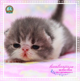 【MODEL CAT】琪琪的异国短毛猫 异短猫 加菲猫幼猫 蓝白弟弟长沙
