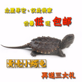 包邮鳄龟 乌龟活体 北美小鳄龟 鳄龟苗 鳄龟批发 5-12厘米鳄龟