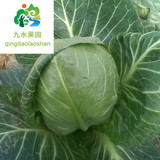崂山农产品农家肥卷心菜2斤10元青岛同城配送蔬菜新鲜 顺丰 包