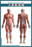 最新肌肉解剖知识健身房壁画04《人体肌肉图》写真图海报满百包邮