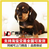 支持淘宝交易出售精品腊肠犬 纯种铁包金腊肠犬幼犬 狗狗宠物狗