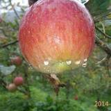 最甜apple晒太阳长大的12斤富士苹果