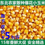 东北黑龙江爆花小玉米粒非转基因爆米花专用爆裂玉米小苞米1斤