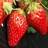 山东特产新鲜水果甜宝奶油草莓绿色有机现摘现发2斤顺丰包邮