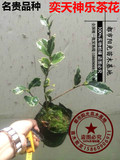 正宗名贵山茶花 特新品种 奕天神乐茶花苗 名花 高度15-25厘米