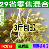 芽苗菜种子小黄豆芽种子进口紫纹豆阳台菜种子豆芽机专用5斤包邮