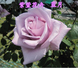 欧洲香水玫瑰花苗 蓝月 盆栽大花月季苗 保证对版