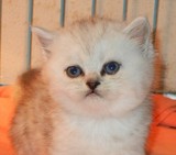 金吉拉 纯种 幼猫长毛猫 波斯猫 银渐层金吉拉 宠物猫幼猫2