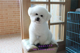 北京犬舍出售纯种比熊犬冠军级双血统比熊幼犬法国卷毛小体宠物狗