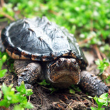 2016进口北美鳄龟5厘米到12厘米鳄鱼龟小鳄龟苗乌龟活体宠物龟