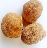 四川广元特产猴头菇 散装 农产品干货 野生干蘑菇 猴头菇批发500g