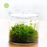 苔藓微景观树林植物生态瓶创意玻璃瓶办公室桌面迷你盆栽DIY摆件