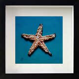 海星海螺贝壳实物画 现代简约地中海装饰画 客厅餐厅创意工艺挂画