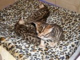 赛级活体出售 顽皮可爱的小豹猫　孟加拉豹猫　纯种猫