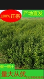 突尼斯软籽石榴树苗，优质软子石榴树苗批发 50棵包邮2年