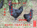 纯种五黑一绿种蛋绿壳蛋黑乌鸡贵妃鸡种蛋白凤乌鸡种蛋受精蛋85%