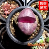 超级巨大紫帝玉红帝玉生石花  进口多肉植物  可提供一物一拍服务