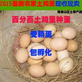 农家散养土鸡蛋 柴鸡蛋受精蛋 种蛋可孵化小鸡