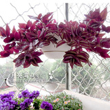 桌面办公室绿植盆栽花卉 紫色吊竹梅吊兰 防辐射 可水培窗台植物