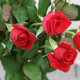 红玫瑰花苗红色玫瑰花系列-卡罗拉 切花月季 盆栽地栽带花苞发货