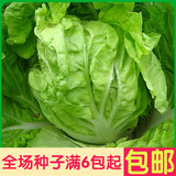早熟五号大白菜  蔬菜种子 阳台种菜 盆栽 高出芽率精装