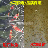 纯种日本锦鲤水花鱼苗红白大正昭和白写观赏鱼宠物鱼活体全国包活