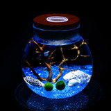 幸福海藻球生态瓶带灯发光透明木塞玻璃密封罐办公室微景观生态瓶