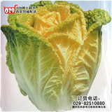 【西安蔬菜网】新鲜蔬菜黄芽菜 生态大白菜按个卖2斤左右