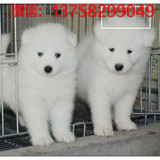 《萨摩耶犬》纯种幼犬出售 白色微笑天使 宠物狗狗yyy幼犬活体