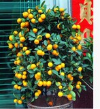 金橘苗绿植花卉植物金桔盆栽观赏 柑桔盆景 橘子树苗带果发货