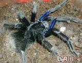 宠物蜘蛛 捕鸟蛛 玻利维亚钢铁蓝 big black 5-6cm 未分