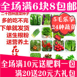 24种四季易种植蔬菜生菜鸡毛菜黄秋葵种子套餐阳台盆栽种耐寒菜籽