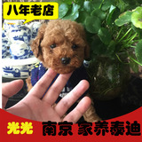 南京家养纯种小体茶杯玩具贵宾宠物狗泰迪狗泰迪犬活体熊幼犬出售