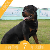 纯种罗威纳犬宠物狗狗活体幼犬公短毛上海爱家宠物训练学校A23