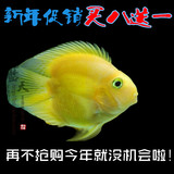 热带鱼观赏鱼黄金鹦鹉鱼发财鱼黄金刚鹦鹉黄鹦鹉鱼体型好低价卖~