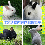 小白兔宠物兔宝宝  白兔活体  小白兔17一只 包邮包活