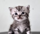 CFA注册猫舍活体 美国短毛虎斑猫  标准蝴蝶斑 绿眼 小可爱